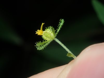 Sigesbeckia orientalis, photographed by Thomas Mesaglio