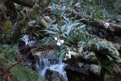 Gaultheria hispida, photographed by Cowirrie