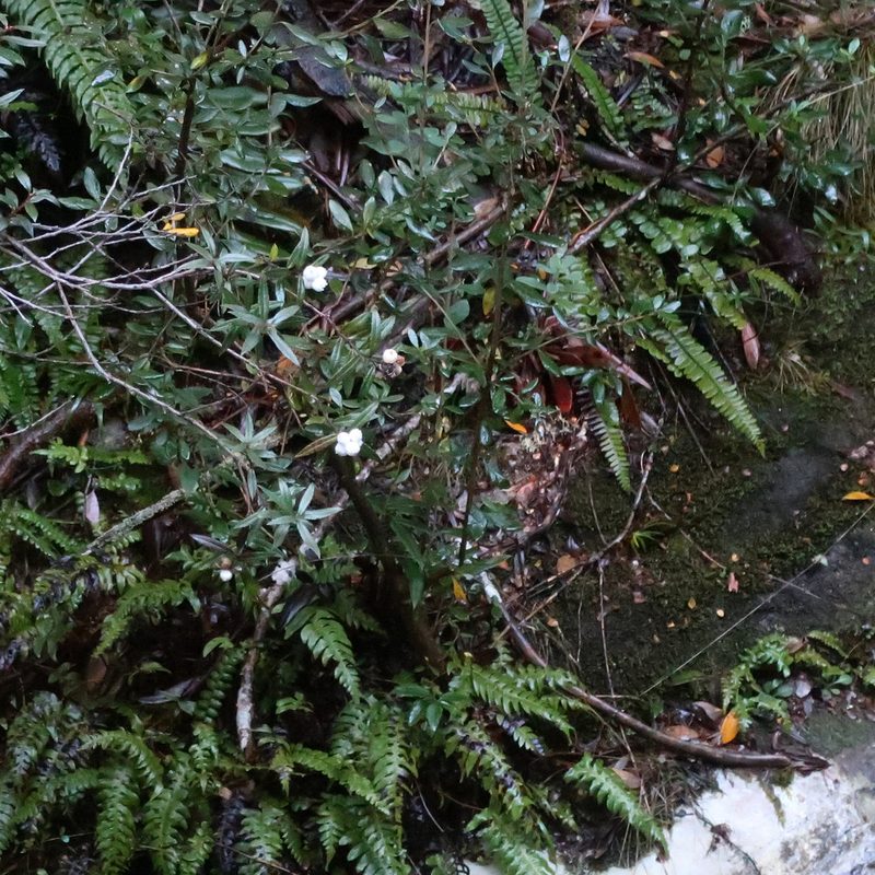 Gaultheria hispida, photographed by Cowirrie