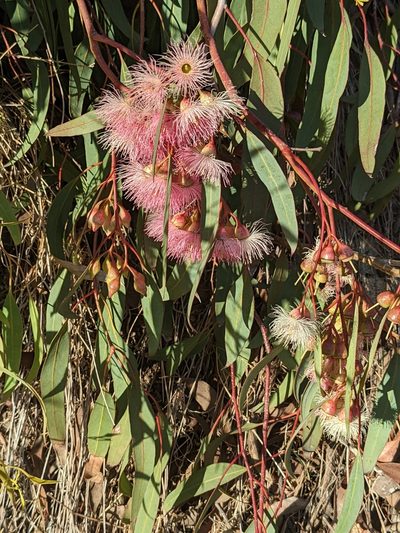 Eucalyptus sideroxylon, photographed by jen