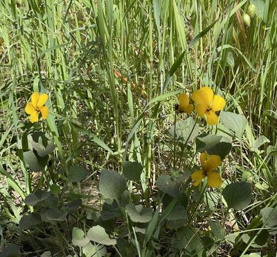 Viola pedunculata, photographed by Henrik Kibak