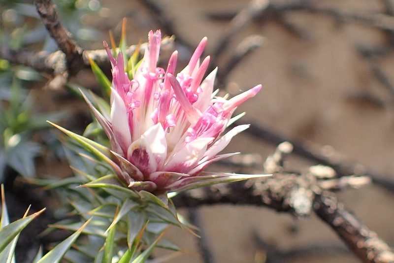 Macledium relhanioides, photographed by Peter Warren