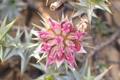 Macledium relhanioides, photographed by Peter Warren