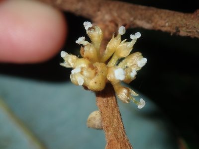 Neolitsea dealbata, photographed by Thomas Mesaglio