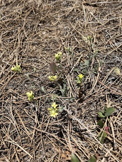 Physaria montana, photographed by Jared Shorma