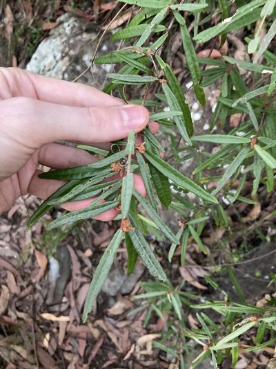 Lasiopetalum ferrugineum, photographed by Thomas Mesaglio