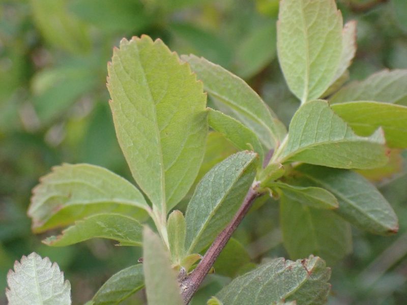 Spiraea douglasii, photographed by giantcicada