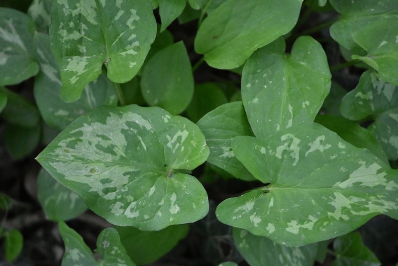 Arum orientale, photographed by Марина Садыкова