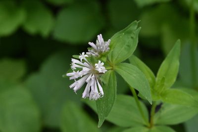 Asperula taurina, photographed by Марина Садыкова