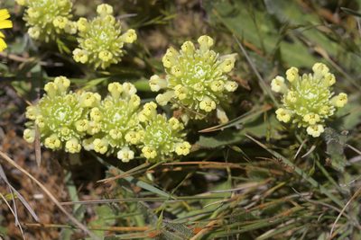 Castilleja ambigua, photographed by John Hibbard