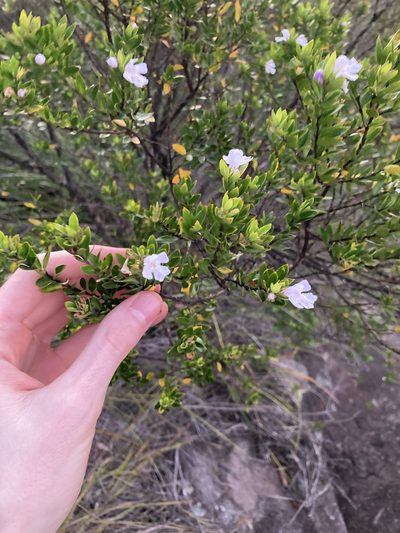 Westringia amabilis, photographed by Thomas Mesaglio