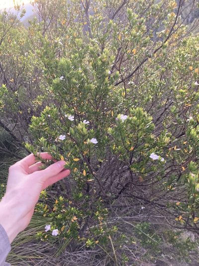 Westringia amabilis, photographed by Thomas Mesaglio