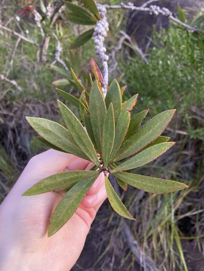 Melaleuca comboynensis, photographed by Thomas Mesaglio