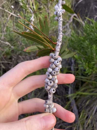 Melaleuca comboynensis, photographed by Thomas Mesaglio