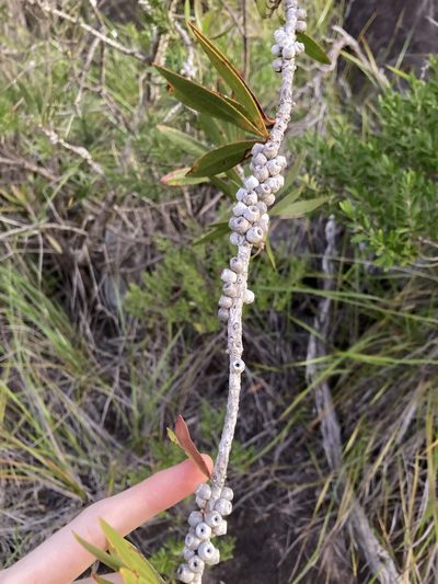 Melaleuca comboynensis, photographed by Thomas Mesaglio