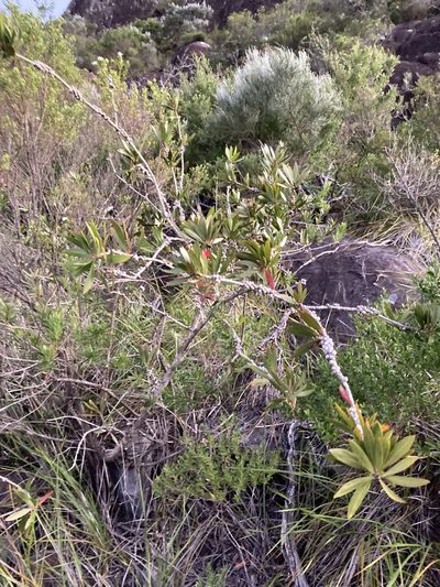 Melaleuca comboynensis, photographed by Thomas Mesaglio