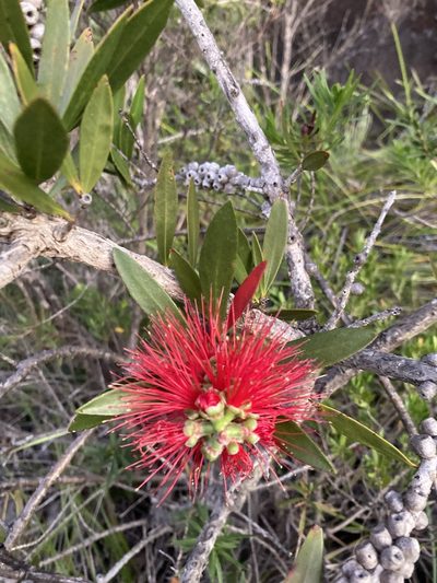 Melaleuca comboynensis, photographed by Thomas Mesaglio