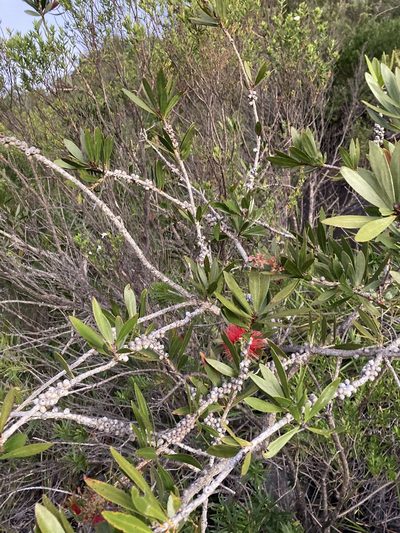 Melaleuca comboynensis, photographed by Thomas Mesaglio