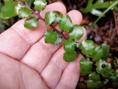 Gaultheria antipoda, photographed by John Barkla