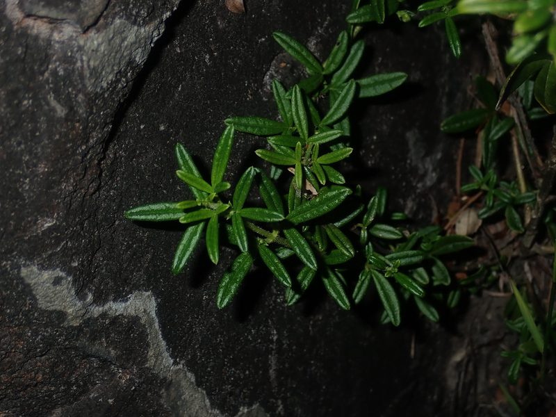 Zieria pilosa, photographed by Thomas Mesaglio