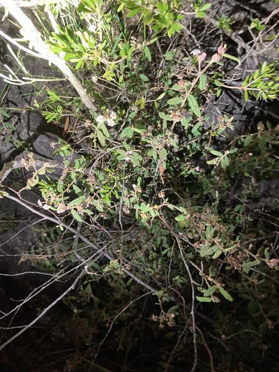 Commersonia breviseta, photographed by Thomas Mesaglio