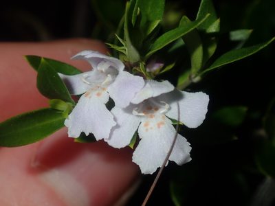 Westringia amabilis, photographed by Thomas Mesaglio