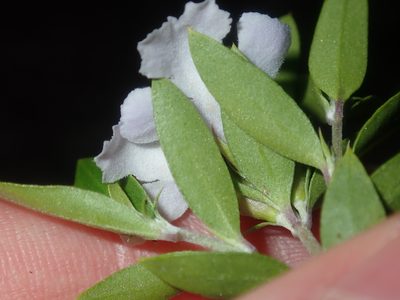 Westringia amabilis, photographed by Thomas Mesaglio