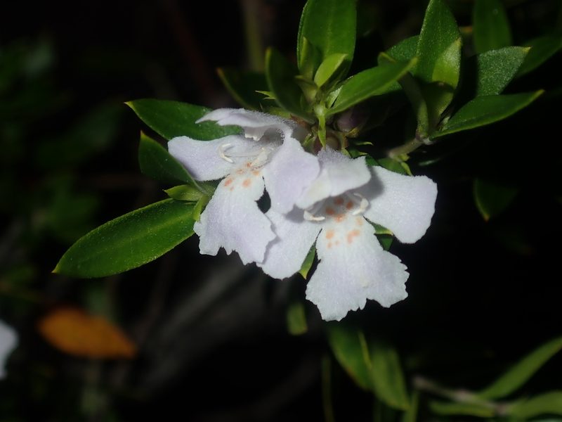 Westringia amabilis, photographed by Thomas Mesaglio