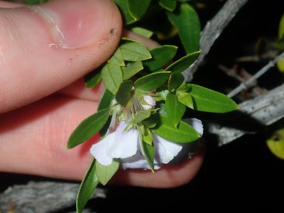 Westringia amabilis, photographed by Thomas Mesaglio