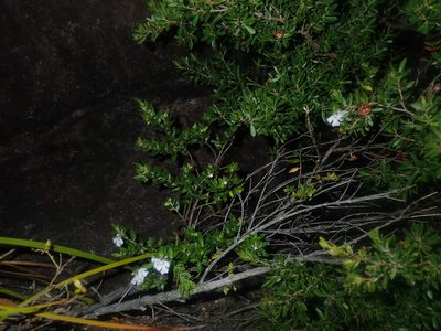 Westringia amabilis, photographed by Thomas Mesaglio