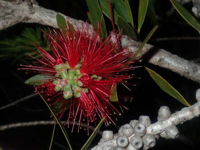Melaleuca comboynensis, photographed by Thomas Mesaglio