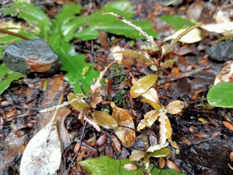 Elaeocarpus hookerianus, photographed by John Barkla