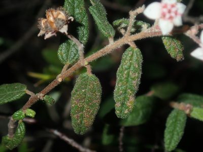 Commersonia breviseta, photographed by Thomas Mesaglio