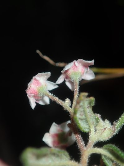Commersonia breviseta, photographed by Thomas Mesaglio