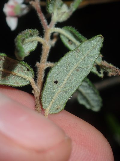 Commersonia breviseta, photographed by Thomas Mesaglio