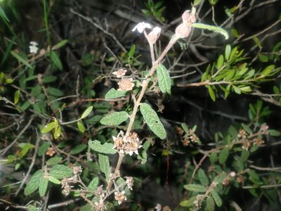 Commersonia breviseta, photographed by Thomas Mesaglio