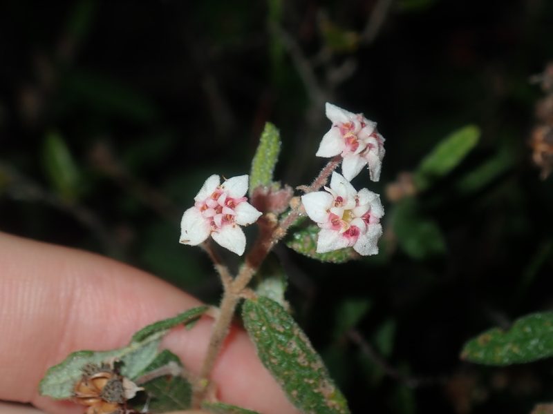 Commersonia breviseta, photographed by Thomas Mesaglio