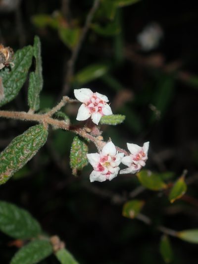 Commersonia breviseta, photographed by Thomas Mesaglio