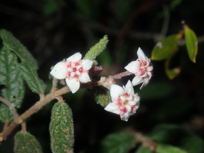Commersonia breviseta, photographed by Thomas Mesaglio