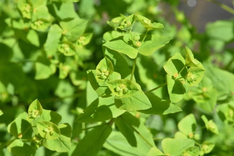 Euphorbia stricta, photographed by Марина Садыкова