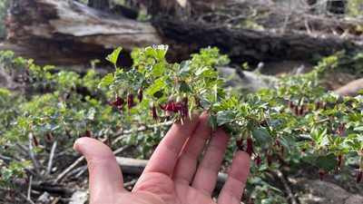 Ribes roezlii, photographed by Daniel Nunes