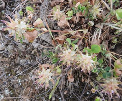 Trifolium spumosum, photographed by Konstantin Grebennikov