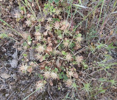Trifolium spumosum, photographed by Konstantin Grebennikov