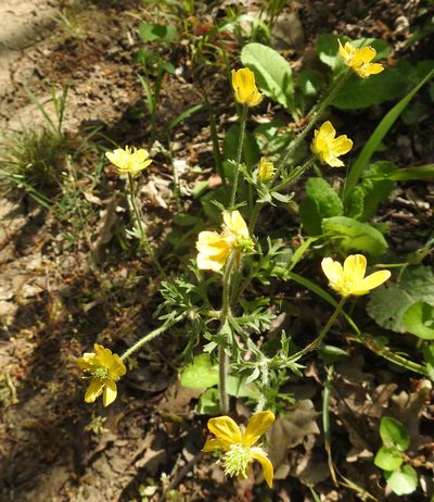 Ranunculus oxyspermus, photographed by Konstantin Grebennikov
