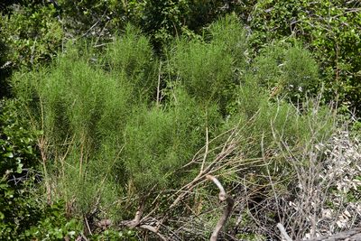Ericameria arborescens