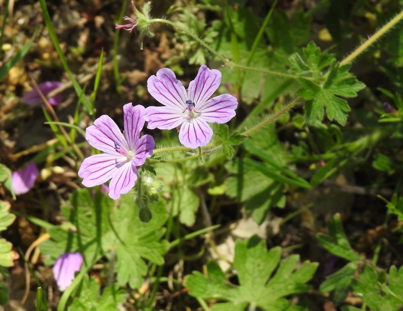 Geranium albanum, photographed by Konstantin Grebennikov