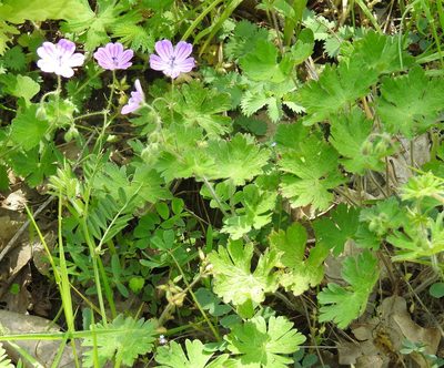 Geranium albanum, photographed by Konstantin Grebennikov