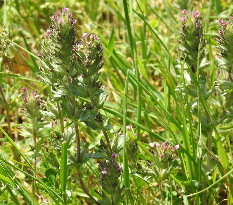 Parentucellia latifolia, photographed by Konstantin Grebennikov