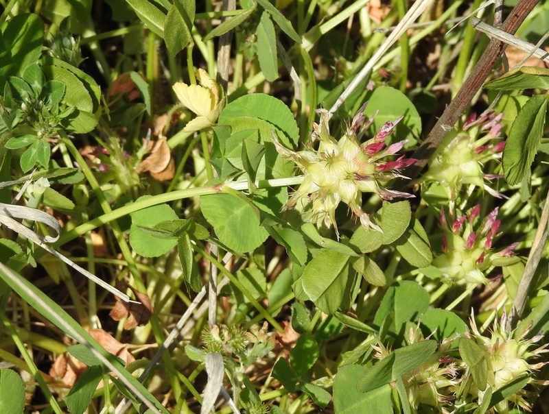 Trifolium spumosum, photographed by Konstantin Grebennikov