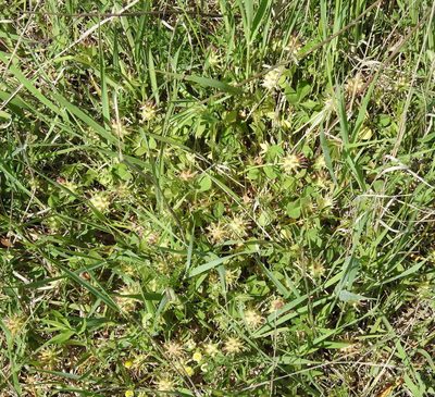 Trifolium spumosum, photographed by Konstantin Grebennikov